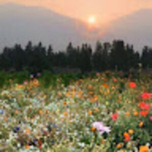 Meet your Posher, Eleanor